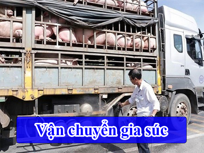 Vận chuyển gia súc