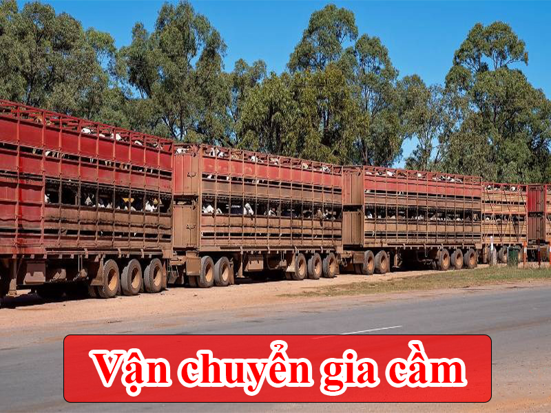 Vận chuyển gia cầm