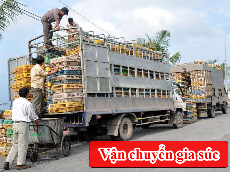 Vận chuyển gia súc